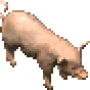 pig_9.png