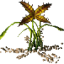 carnivorous_plant.png