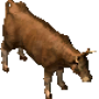 cow.png