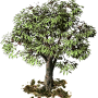 chestnut_tree.png