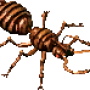 armoured_ant.png