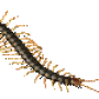 millipede.png